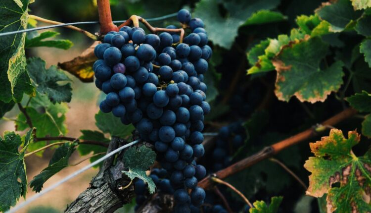 shallow focus photography of bluberries